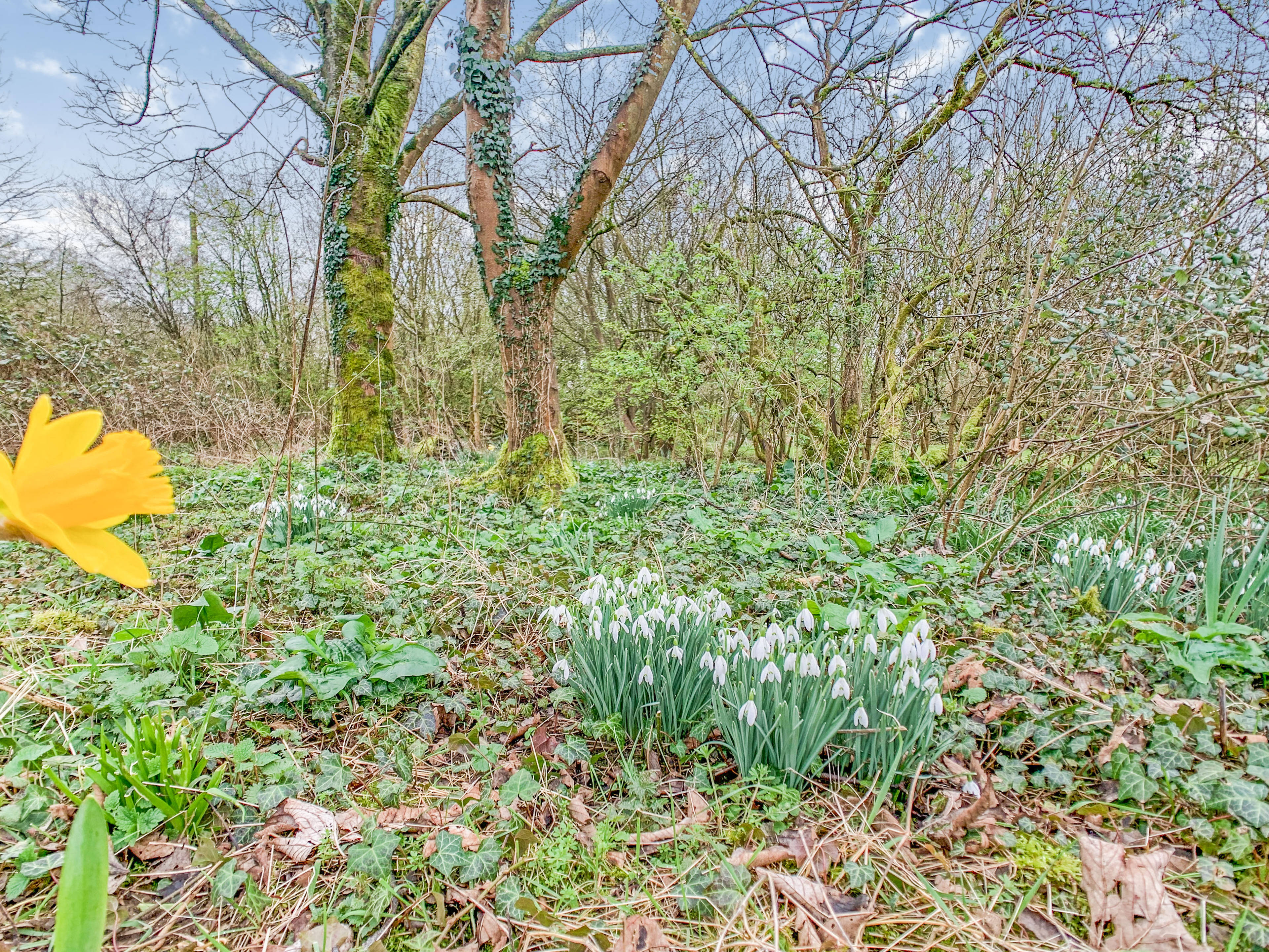 Woodland