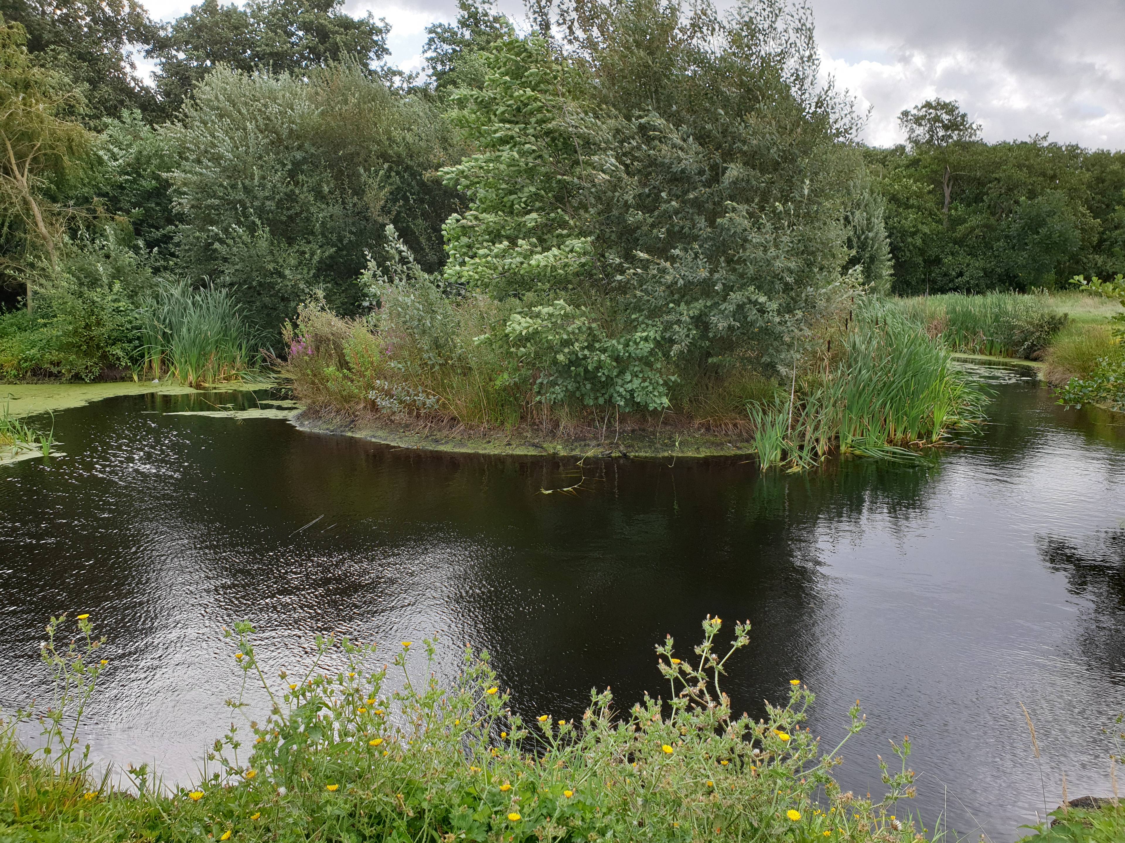 Pond