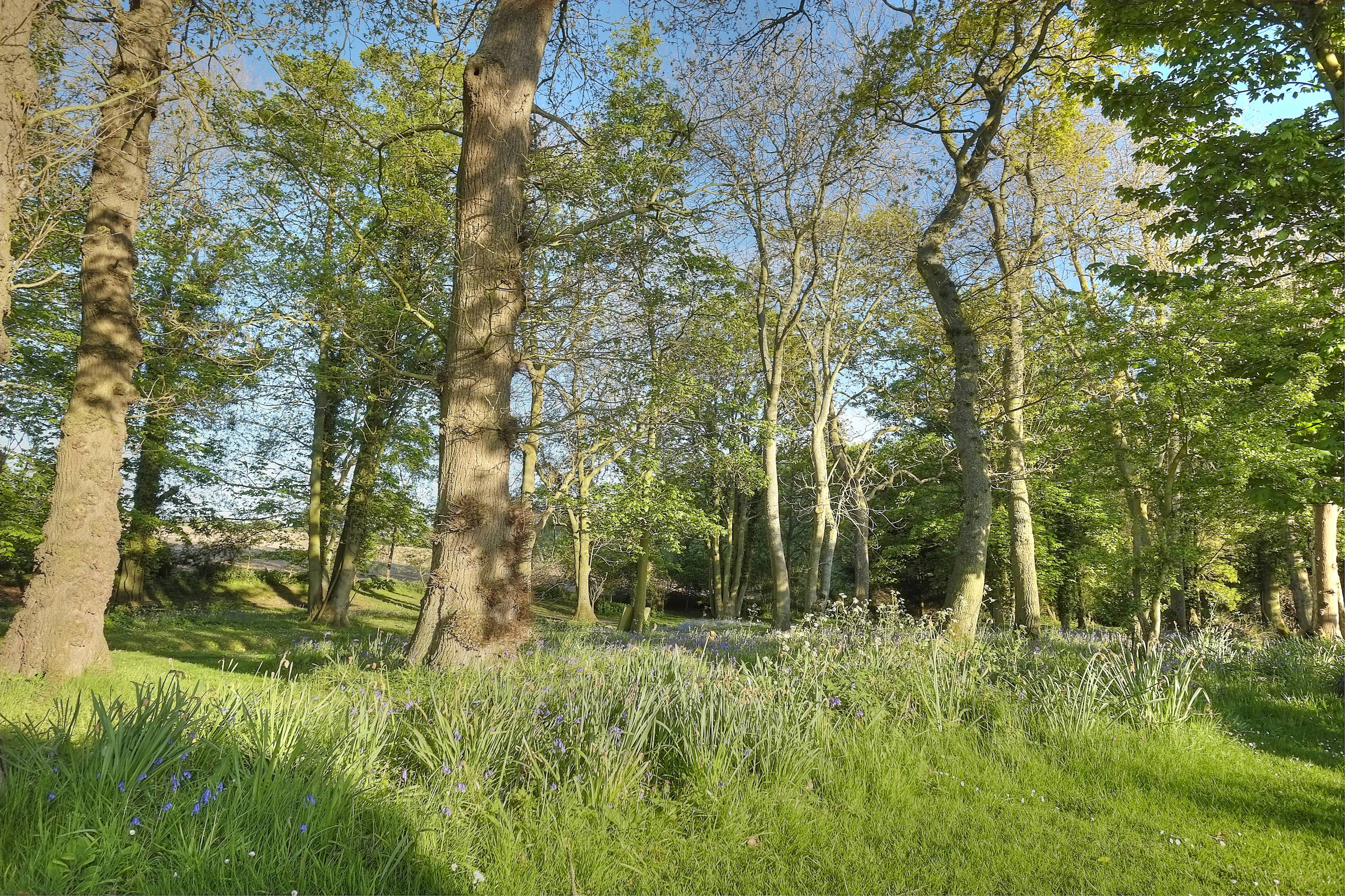 Grounds