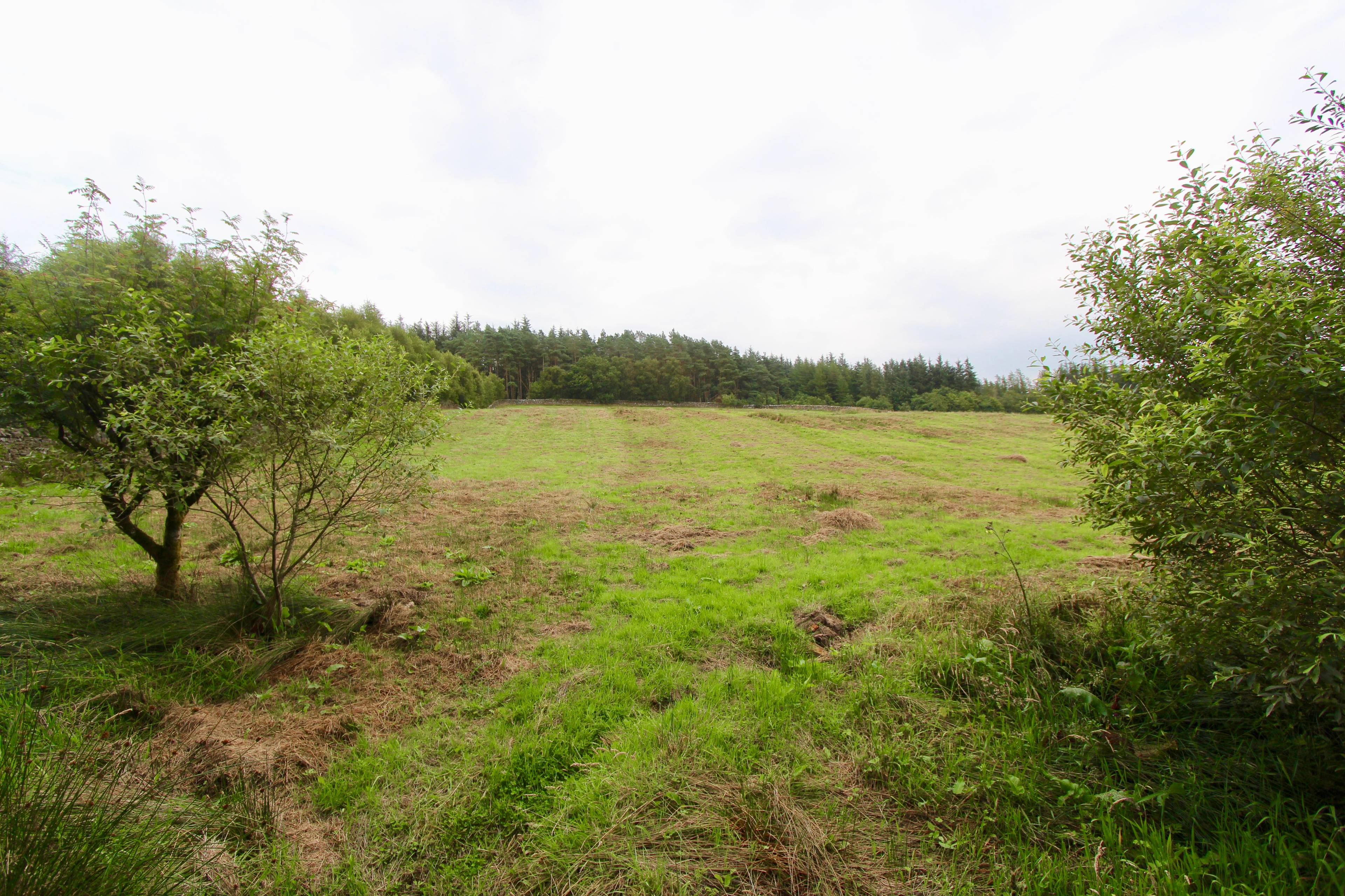 Field