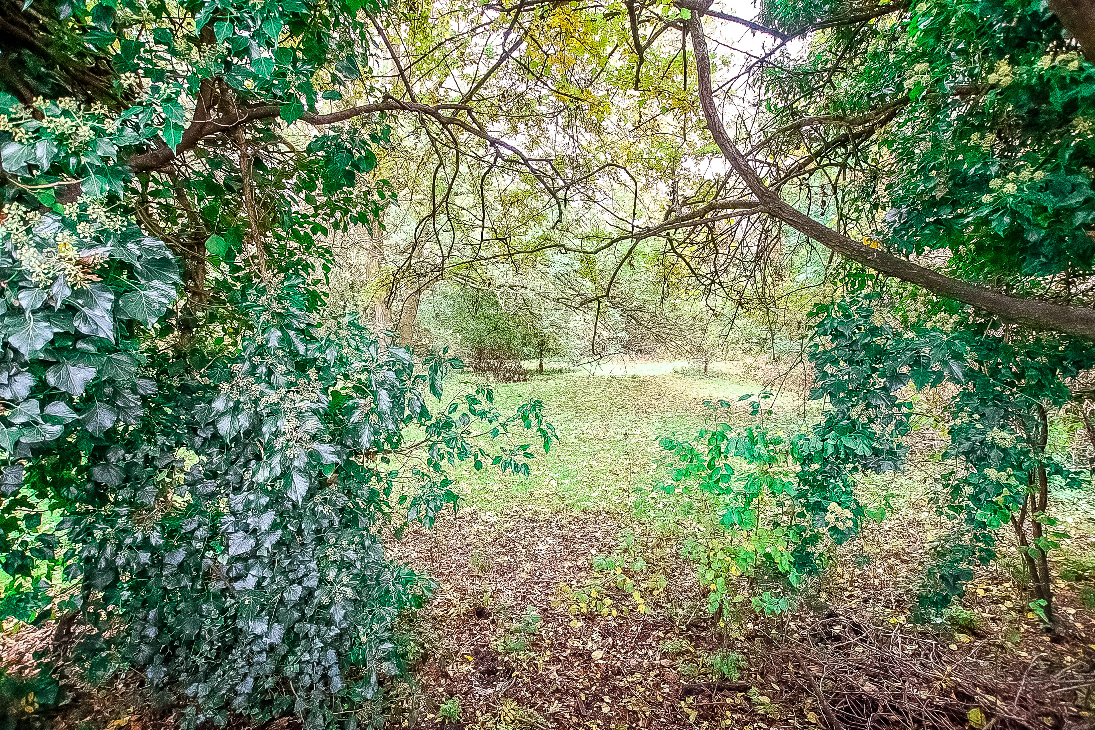 Woodland