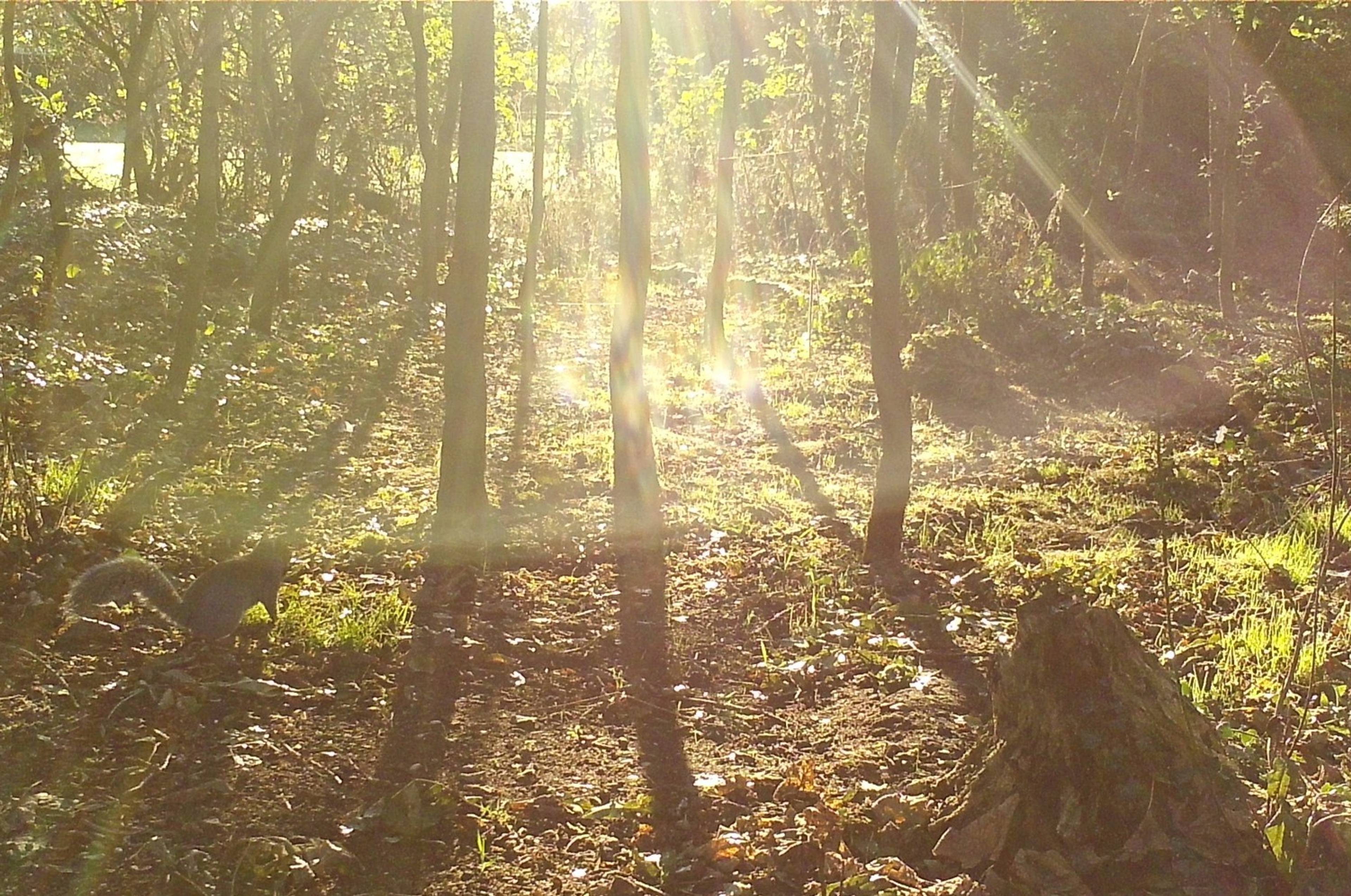 Woodland