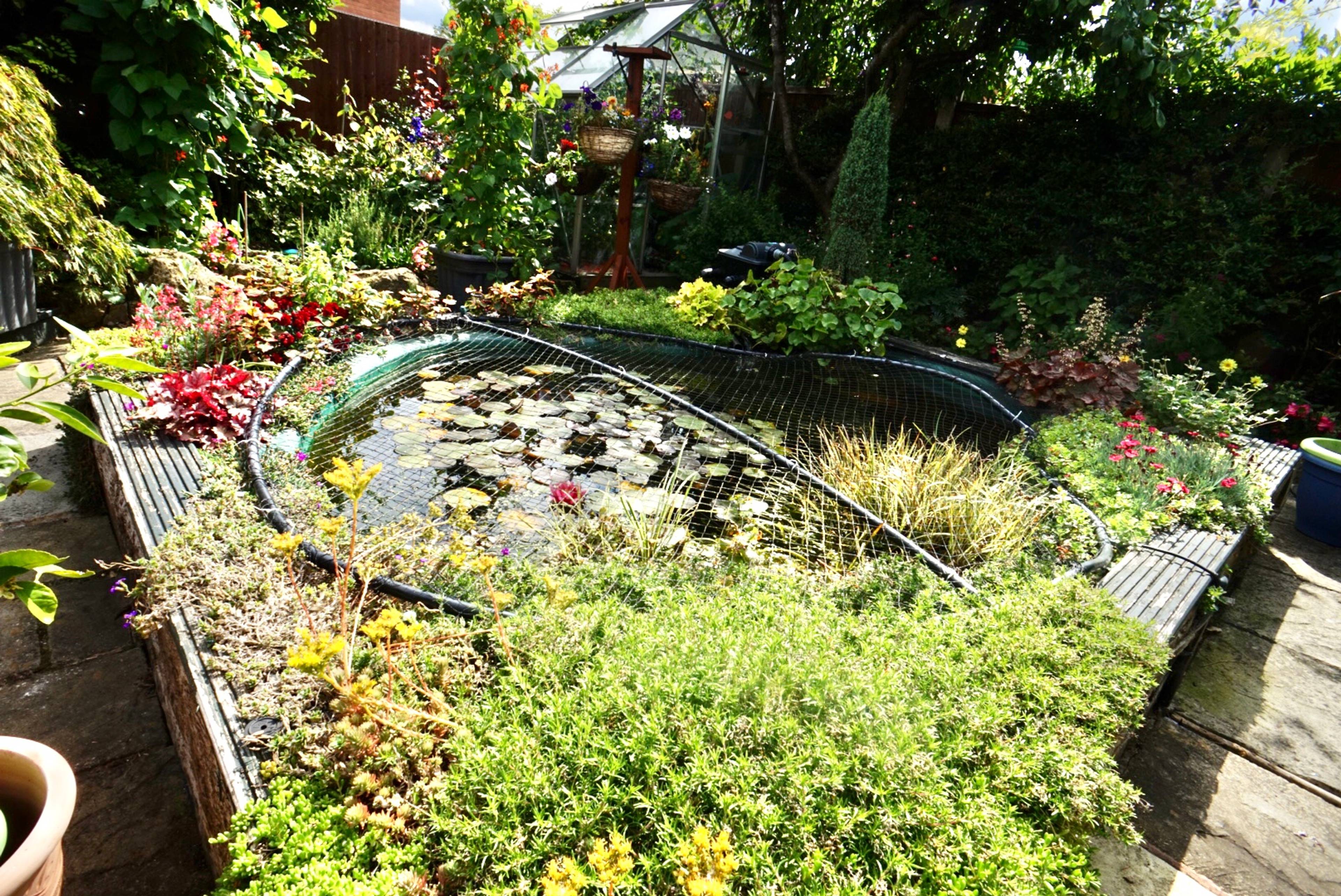 Pond