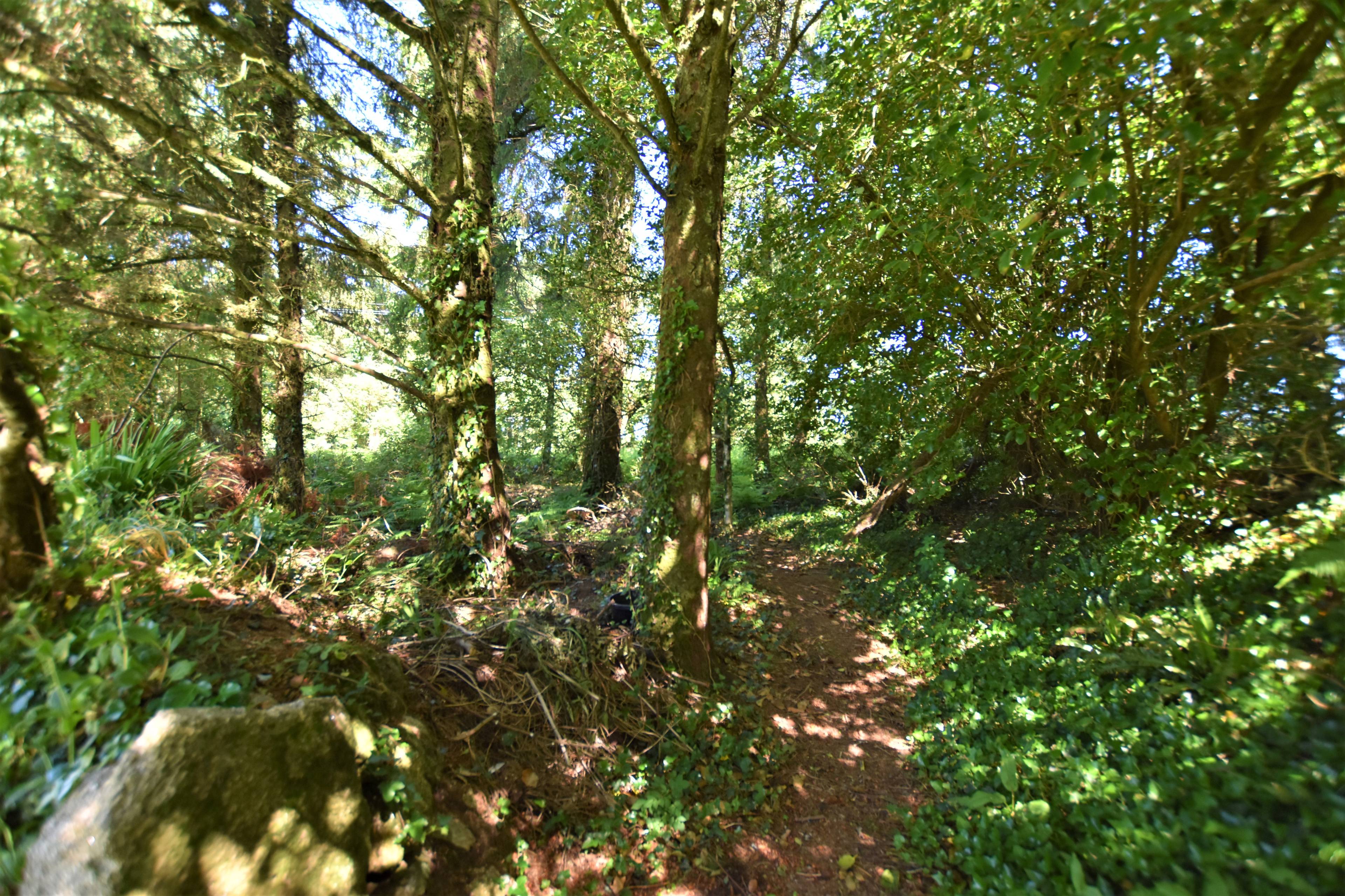 Woodland