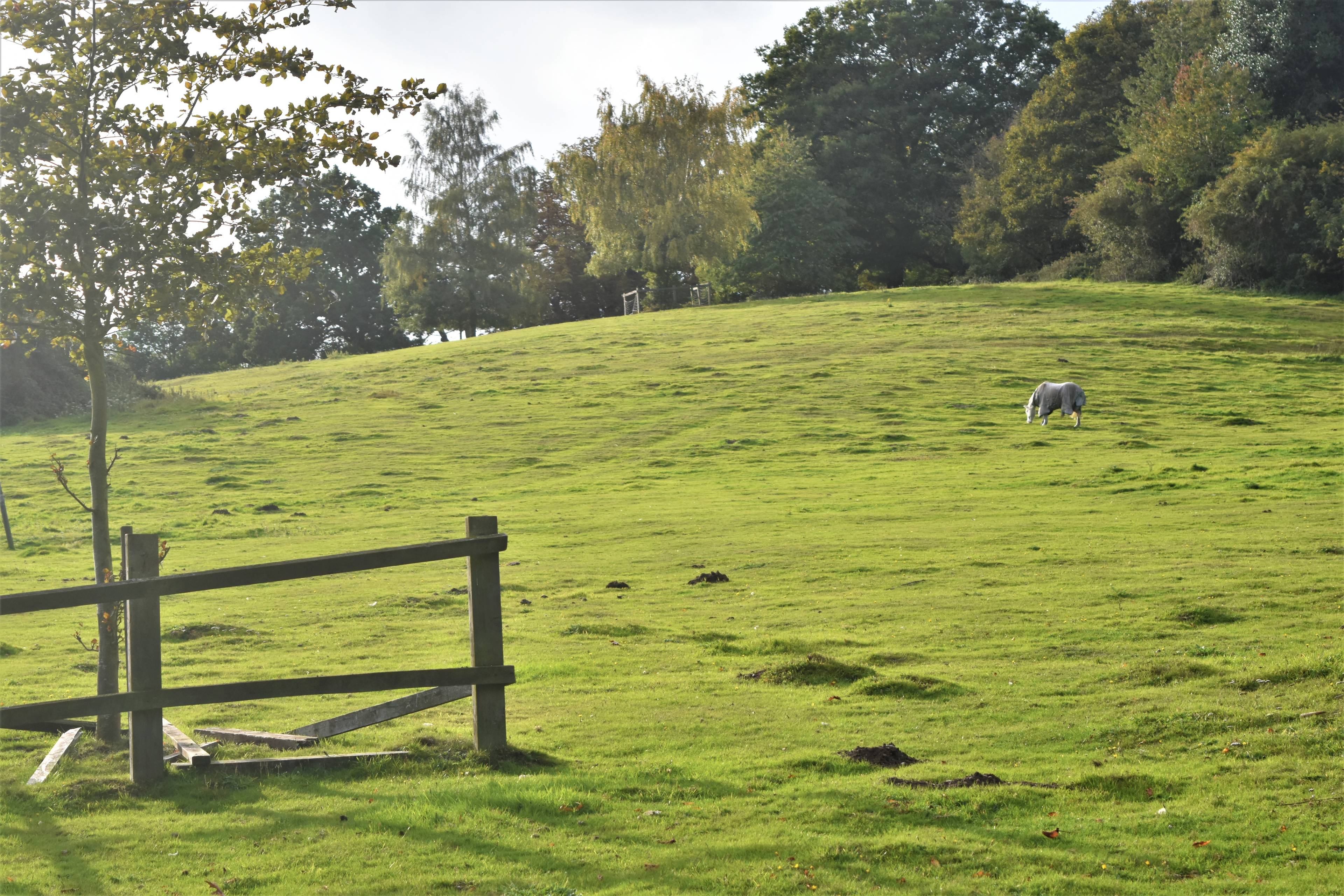 Field