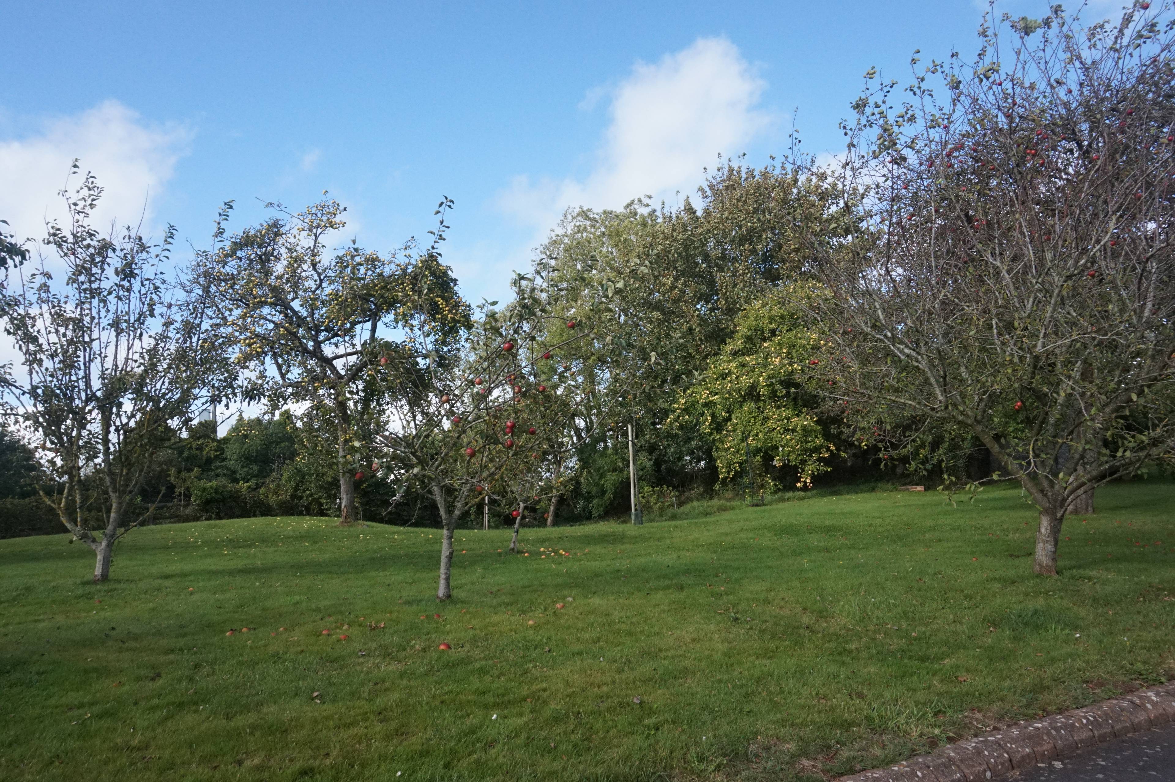 Communal Gardens