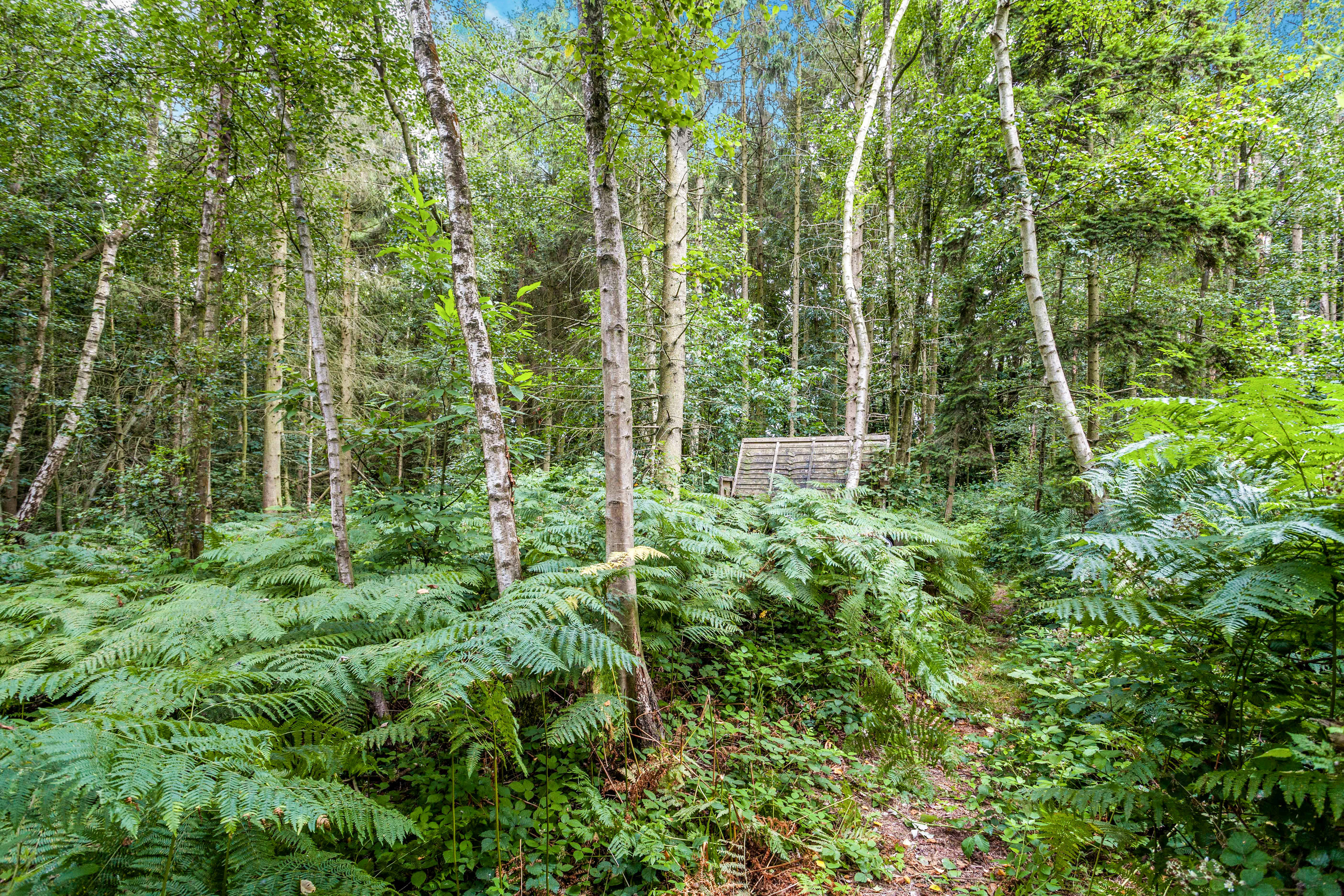 Woodland
