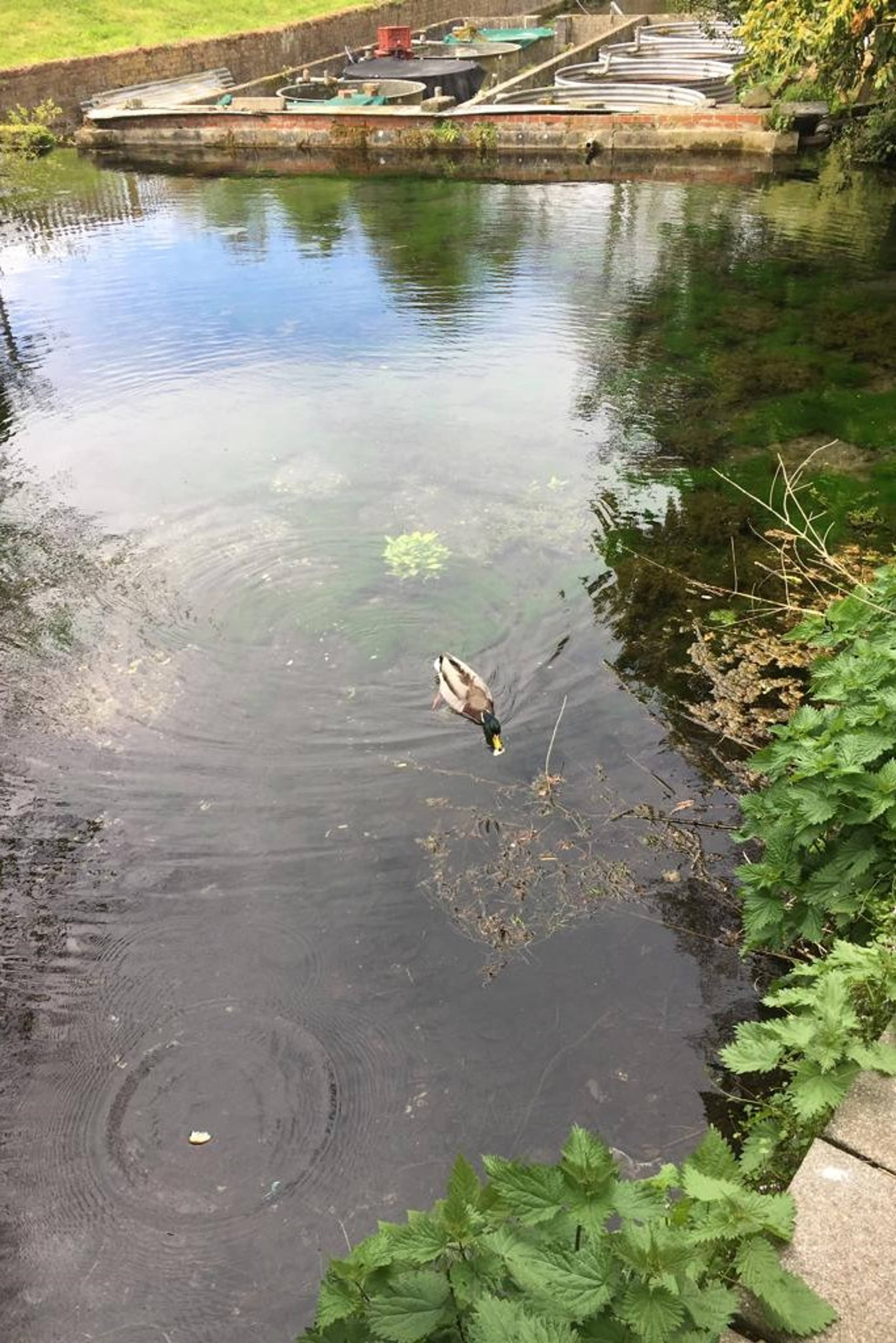 Pond