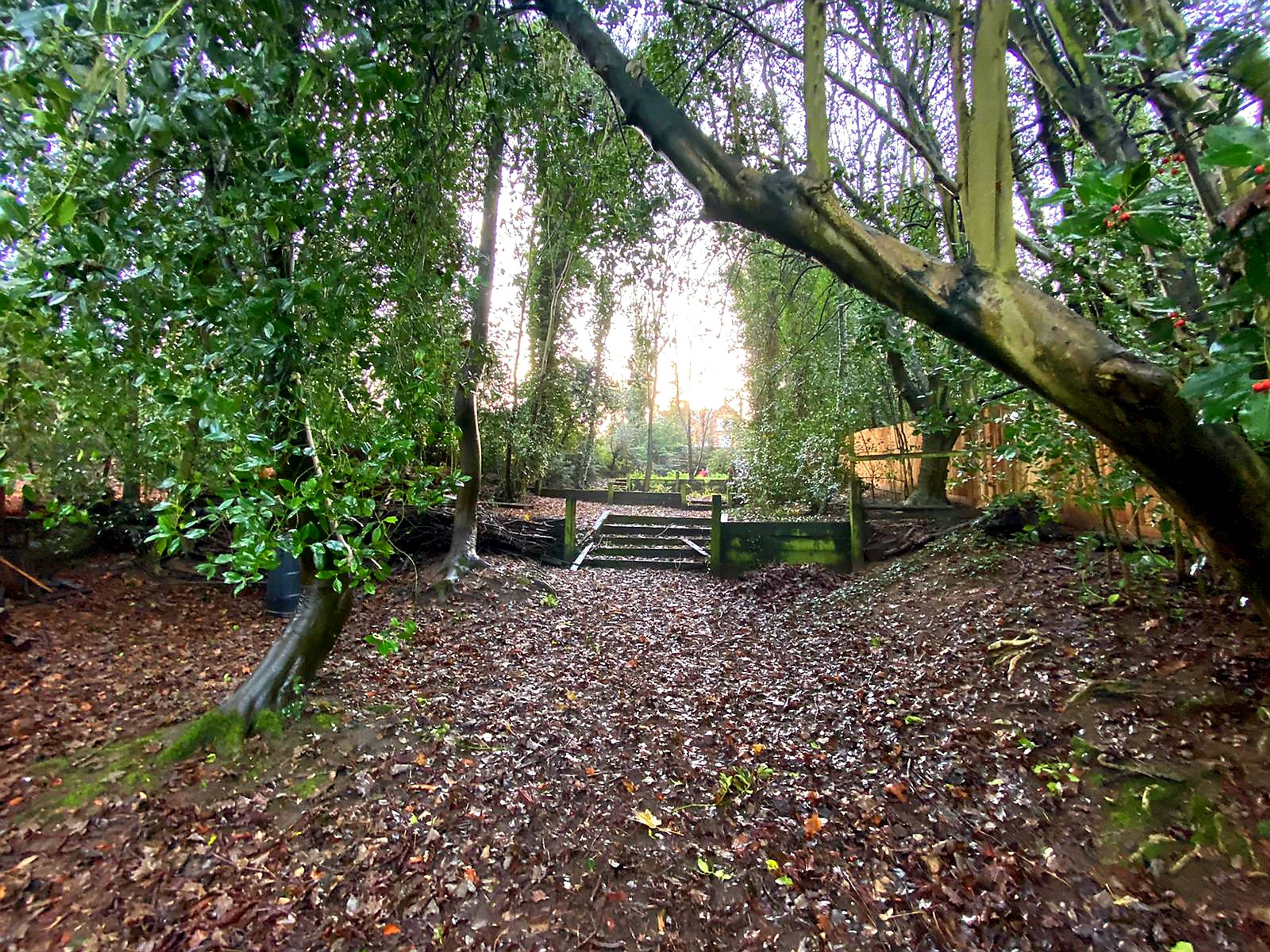 Woodland