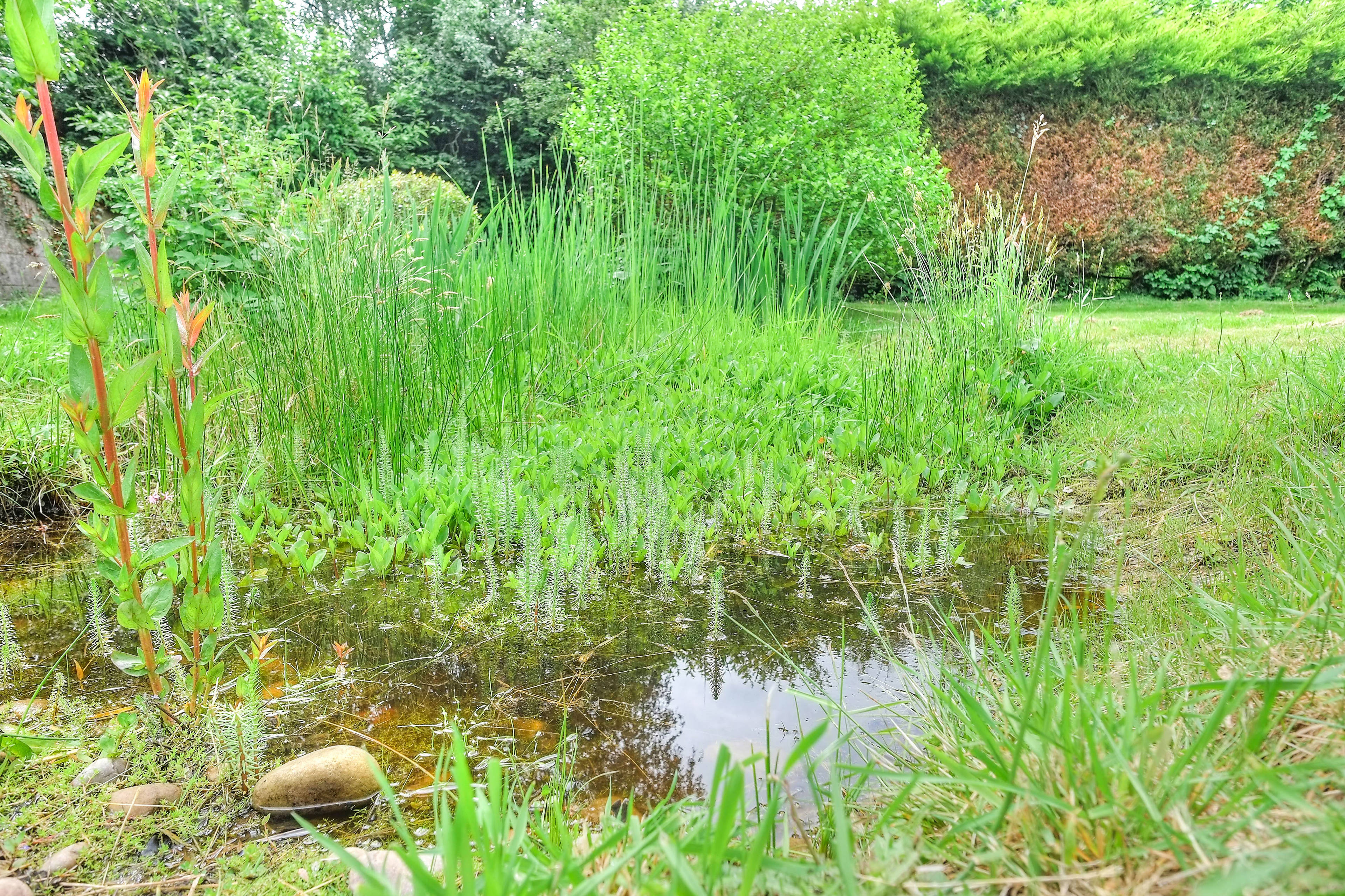 Pond