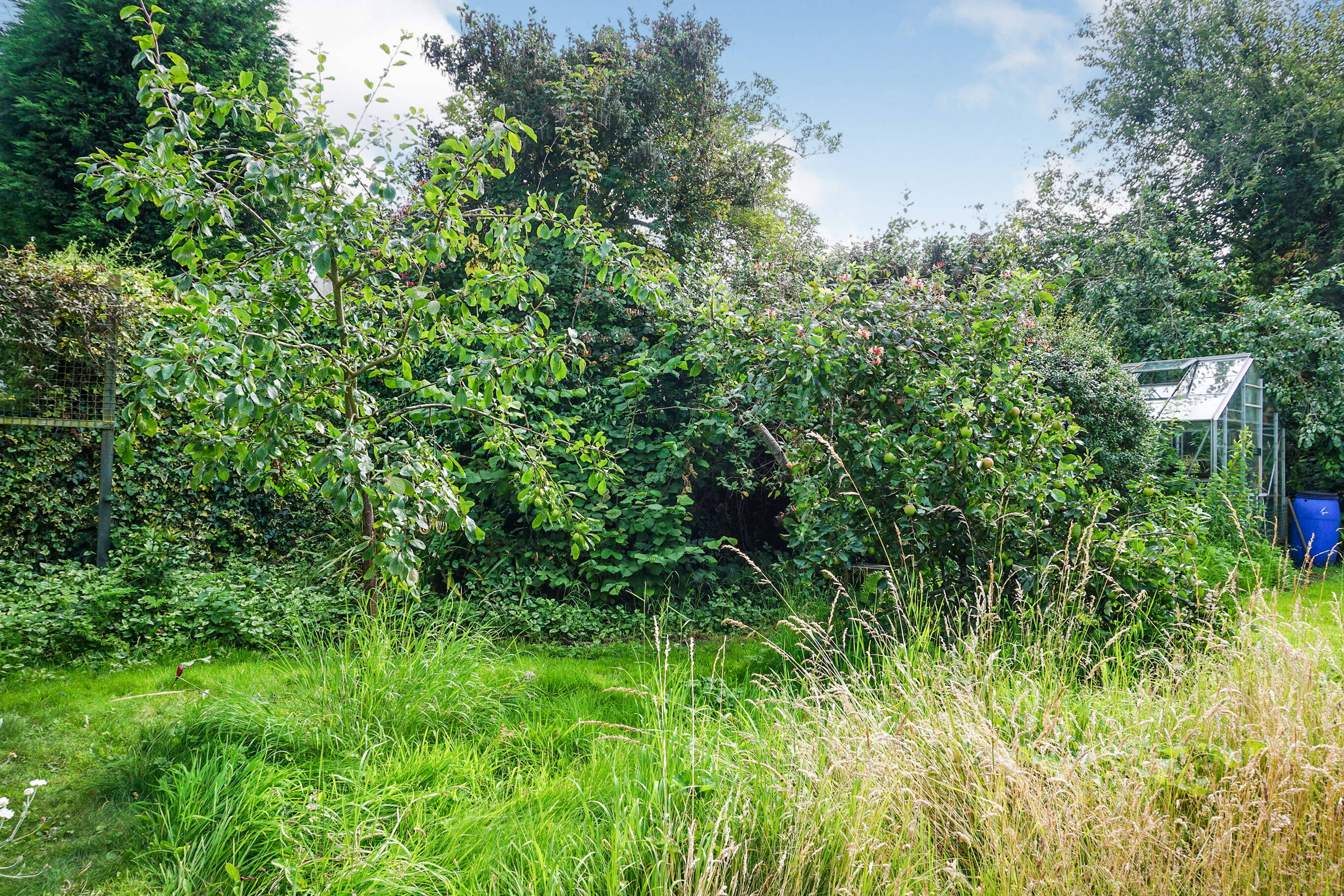Orchard