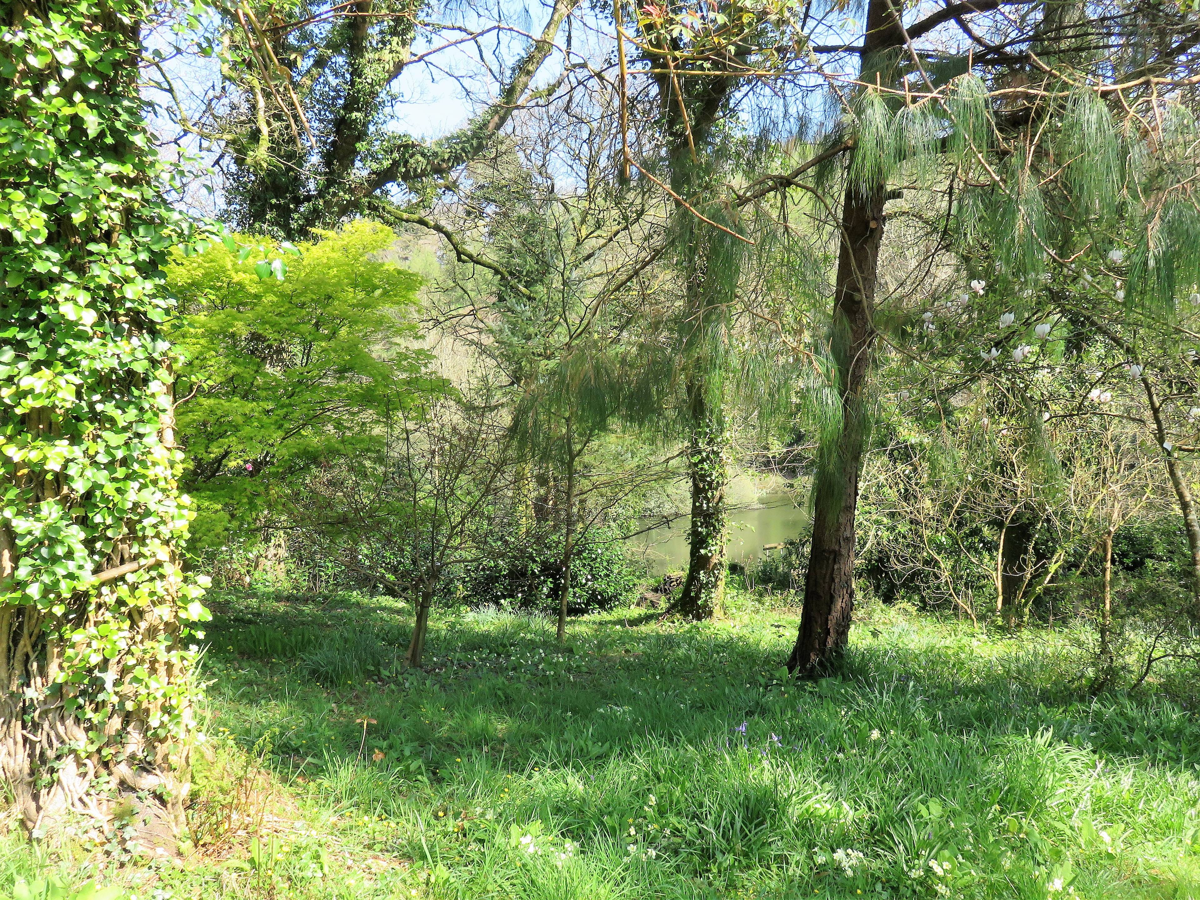 Woodland