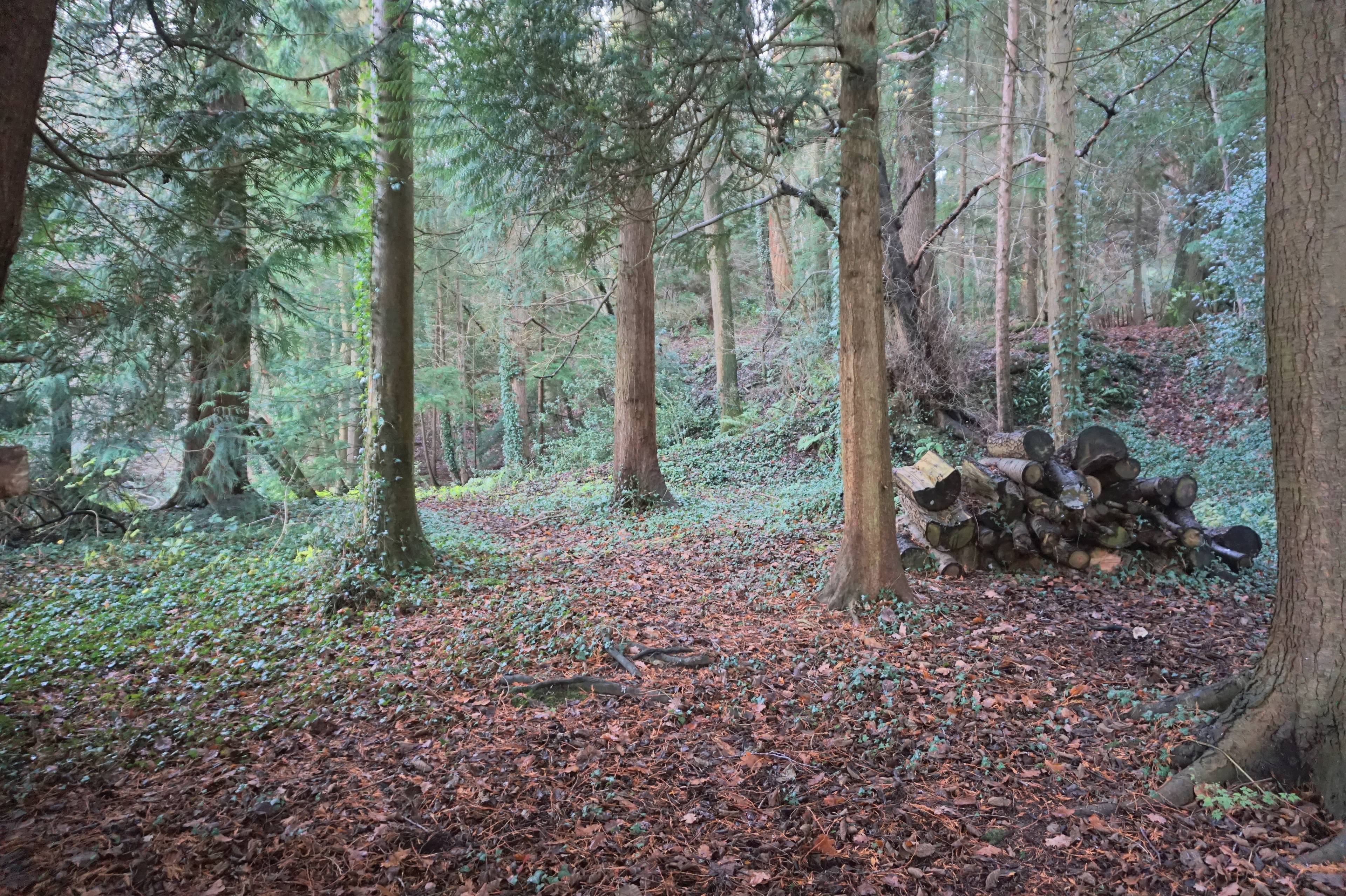 Woodland