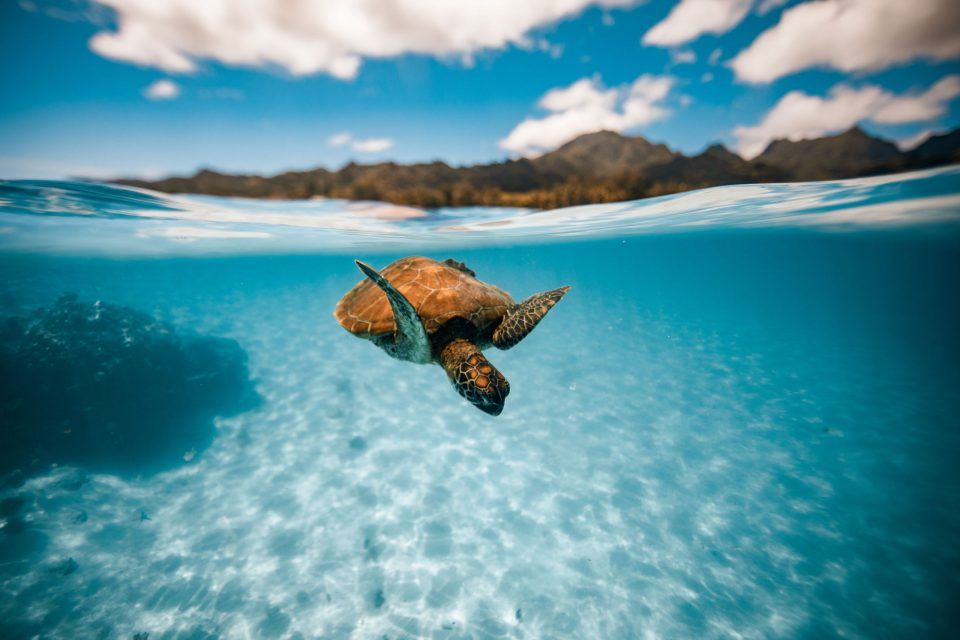 CLARITY turtle raro