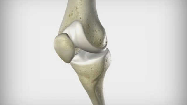 Knee Joint Animation