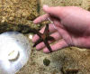 Starfish at Branson's Wild World VIP Animal Adventure & Nine Hole Black Light Mini Golf Abyss