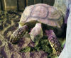 Tortoise at Branson's Wild World VIP Animal Adventure & Nine Hole Black Light Mini Golf Abyss