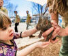 Baby Porcupine at Branson's Promised Land Zoo