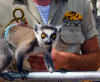 Lemur at Branson's Promised Land Zoo