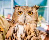 Owl at Branson's Promised Land Zoo