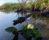 Alligator on the Airboat Eco Tours