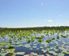 Incredible Surroundings on the Orlando Airboat Eco Tours