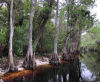 Views of the Everglades with the Orlando Airboat Eco Tours