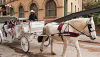 Horse and Carriage on the San Fernando Carriage Tour