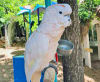 Beautiful Parrots at Parrot Mountain & Tropical Bird Sanctuary