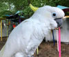 See Parrots at Parrot Mountain & Tropical Bird Sanctuary