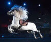 Horse at Medieval Times Myrtle Beach