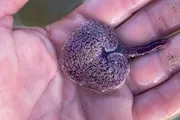 The image shows a person holding a wet sea animal, resembling a sea star, with a distinct purple coloring and a bumpy texture, resting on their palm.