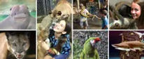 Branson's Wild World VIP Animal Adventure & Nine Hole Black Light Mini Golf Abyss Collage