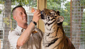 Tiger at Branson's Promised Land Zoo