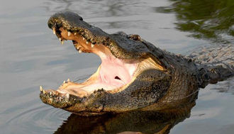 Big Gators at Gatorland