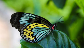 Audubon Insectarium