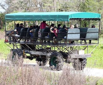 Experience the Billie Swamp Safari Twilight Buggy Tour