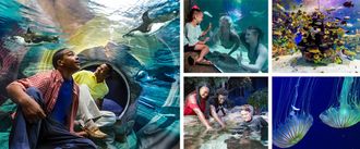 Ripley's Aquarium Myrtle Beach Collage