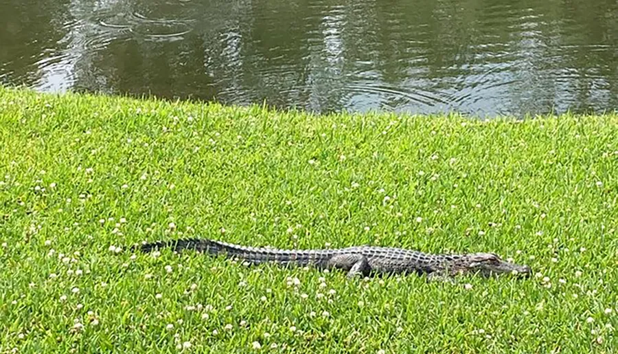 An alligator is basking in the sun on a grassy bank beside a body of water.
