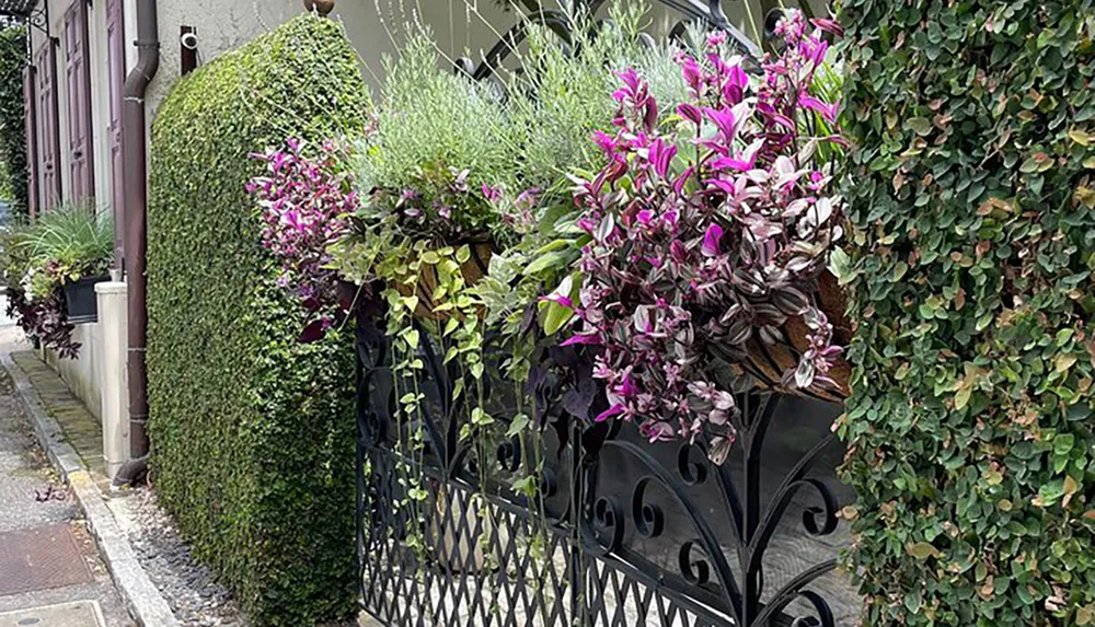 The image shows a walkway flanked by lush green climbing plants and vibrant purple flowers arranged in planters on an ornate black metal fence