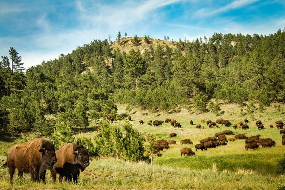 A herd of bison grazes in a grassy meadow with a backdrop of forested hills