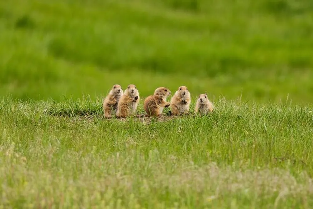 A group of prairie dogs is standing alert on the grass closely huddled together