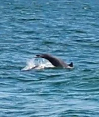 Dolphin