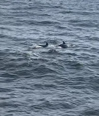 Dolphins