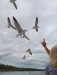 Birds Flying