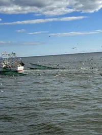 Birds Flying