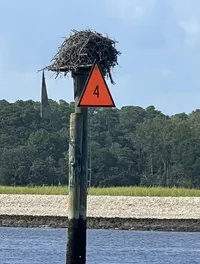 Bird's Nest