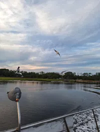Water and the Birds