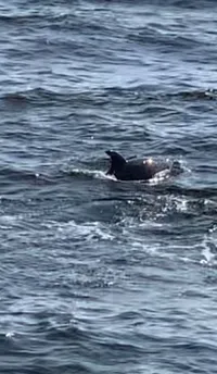 Dolphins