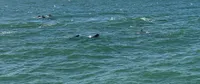 Dolphins Swimming